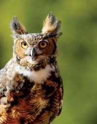 Great Horned Owl